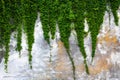 Old concrete wall with the green ivy Royalty Free Stock Photo