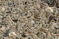 Old concrete wall with pieces of stones and cobbles background texture, weathered cement wall with pebble texture, grunge Royalty Free Stock Photo