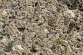 Old concrete wall with pieces of stones and cobbles background texture, weathered cement wall with pebble texture, grunge