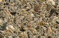 Old concrete wall with pieces of stones and cobbles background texture, weathered cement wall with pebble texture, grunge