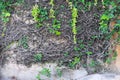 Old concrete wall with small green palnt branch growing and flower haning on background Royalty Free Stock Photo