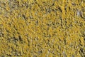 Old concrete wall with yellow moss texture Royalty Free Stock Photo