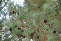 Old cones of coniferous tree on branches Royalty Free Stock Photo