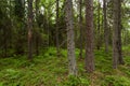 An old coniferous boreal forest in Estonia, Europe