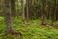 An old coniferous boreal forest in Estonia, Europe