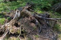 Old conifers of coniferous trees in the forest. Old rotten wood in the forest Royalty Free Stock Photo