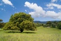 Old cork oak Royalty Free Stock Photo