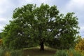 Old cork oak Royalty Free Stock Photo