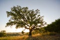 Old Cork oak tree Quercus suber in evening sun, Alentejo Portugal Europe Royalty Free Stock Photo