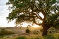 Old Cork oak tree Quercus suber in evening sun, Alentejo Portugal Europe