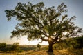 Old Cork oak tree Quercus suber in evening sun, Alentejo Portugal