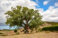 Old Cork oak tree Quercus suber in morning sun light, Alentejo Portugal Europe