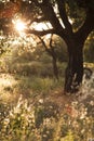 Old cork tree on unmown meadow. Shot against the low evening sun.