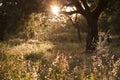 Old cork tree on unmown meadow. Shot against the low evening sun. Lens flares.