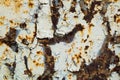 Old corroded metal wall background with flaky gray paint .Rusty flaky cracked metal surface.Abstract the surface texture of the Royalty Free Stock Photo