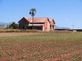 Old corrugated iron clad rural building bright red rustic abandoned in field of new crop seedlings