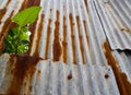 Old corrugated iron fence with morning glory leaf Royalty Free Stock Photo