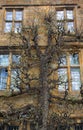 Old Cotswold Stone Exterior with tree Royalty Free Stock Photo