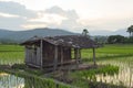 Old cottage in green rice field Royalty Free Stock Photo