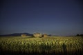 Old cottage in the middle of a field of sunflowers in Tuscany. Royalty Free Stock Photo