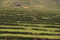 An old cottage in the middle of a rice terraces field in Ha giang Vietnam Royalty Free Stock Photo