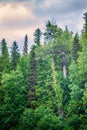 Old Cottonwood Tree in the Coastal Cedar Hemlock Zone Royalty Free Stock Photo