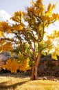 Old cottonwood tree in the fall at sunset.