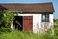 Old country barn painted white and red with sagging roof in farmer`s field with tall green grass Royalty Free Stock Photo