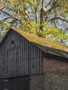 Old country brick and wooden barn with moss covered roof and big maple tree in golden sunlight Royalty Free Stock Photo