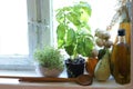 Old country kitchen window with herbs Royalty Free Stock Photo