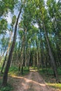 Old country road through beech forest Royalty Free Stock Photo