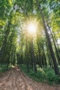 Old country road through beech forest Royalty Free Stock Photo