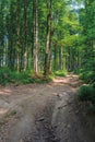 Old country road through beech forest Royalty Free Stock Photo