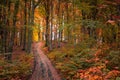 Old country road in dark autumn forest. Dramatic outdoor scene of mountain forest.