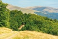 Old country road through hills in to the forest Royalty Free Stock Photo