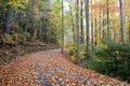 Yellow and Orange leaves line a country road in fall. Royalty Free Stock Photo