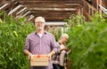 Old couple with box of tomatoes at farm greenhouse Royalty Free Stock Photo