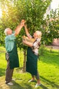 Old couple picking apples. Royalty Free Stock Photo