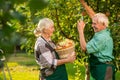 Old couple is picking apples. Royalty Free Stock Photo