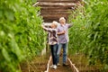 Old couple picking tomatoes up at farm greenhouse Royalty Free Stock Photo