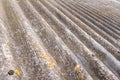 Old wavy roof slates covers the barn at countryside Royalty Free Stock Photo