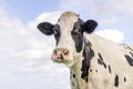 Old cow, black and white silly surprised looking, pink nose, in front of  a blue sky Royalty Free Stock Photo