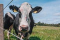 Old cow close-up against the background of the sky and green grass Royalty Free Stock Photo