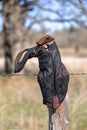 Old cowboy boot hanging on a fence in the Texas Hill Country Royalty Free Stock Photo