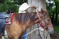 Old cowboy with horse