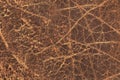 Old Brown Cowhide Crumpled Wizened Exfoliated Flaky Coarse Grunge Texture Royalty Free Stock Photo