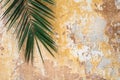 Old cracked antique vintage historic traditional wall and palm t
