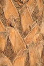 Old cracked bark of a palm tree close-up. Natural texture background. Palm trunk Royalty Free Stock Photo