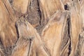 Old cracked bark of a palm tree close-up. Natural texture background. Palm trunk Royalty Free Stock Photo