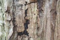 Old cracked bark of a tree trunk Royalty Free Stock Photo